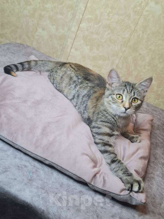 Кошки в Москве: Сэра едет на выставку-пристройство WOOF в Москву  Девочка, Бесплатно - фото 9