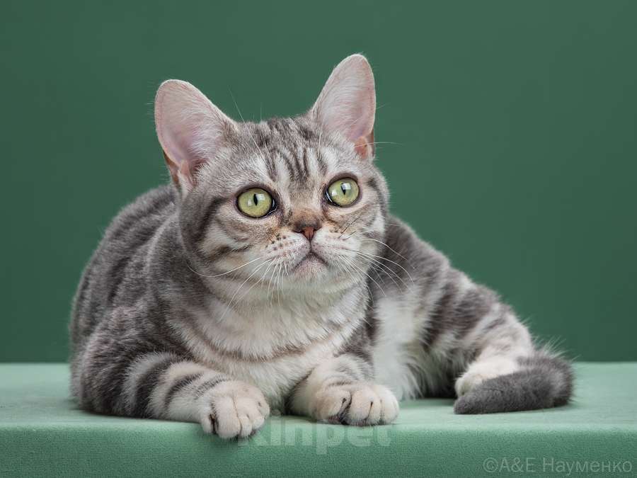 Кошки в Ликино-Дулево: Американская короткошерстная Девочка, Бесплатно - фото 2