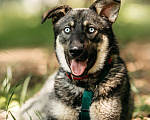 Собаки в Москве: 🐾 Сармат: голубоглазый волчонок в поисках своего дома! Мальчик, Бесплатно - фото 7