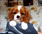 Собаки в Череповце: Щенок Кавалер Кинг Чарльз Спаниеля Мальчик, 80 000 руб. - фото 1