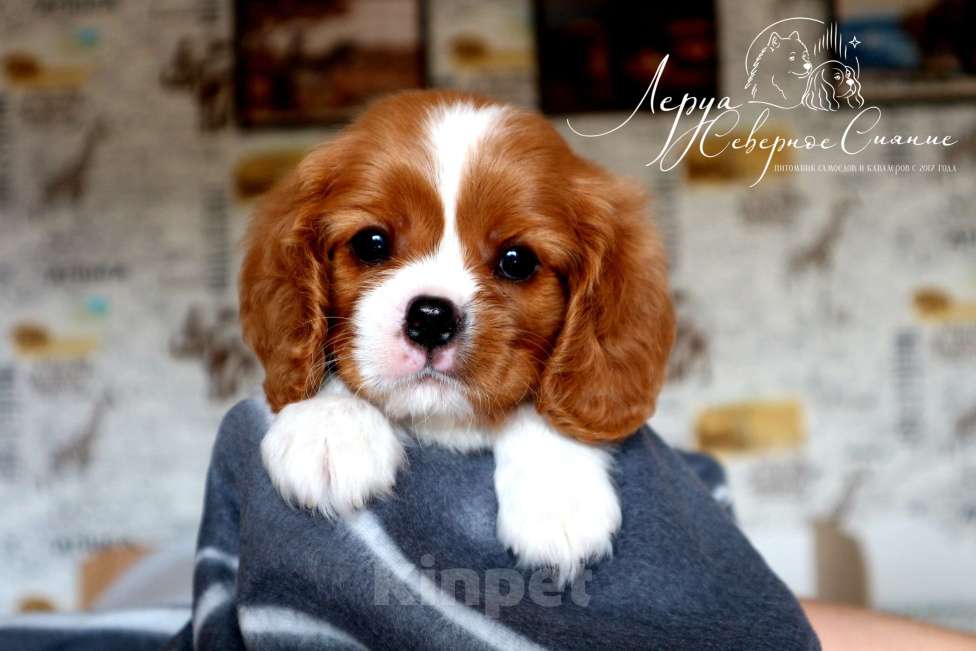 Собаки в Череповце: Щенок Кавалер Кинг Чарльз Спаниеля Мальчик, 80 000 руб. - фото 1