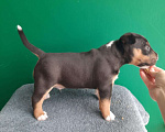 Собаки в Курске: Щенки миниатюрного бультерьера Мальчик, 80 000 руб. - фото 4
