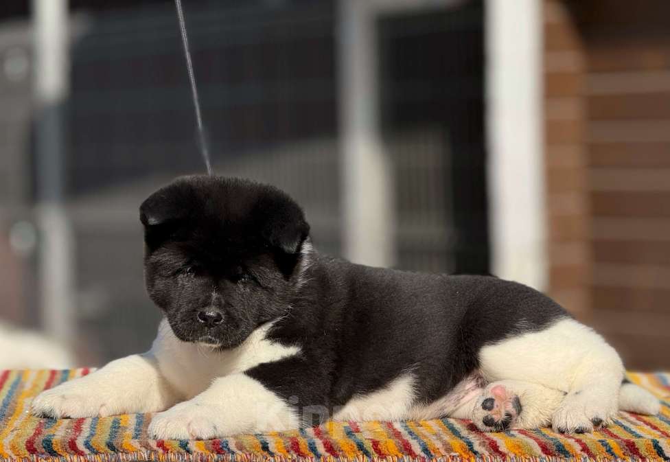 Собаки в Дубне: Щенки американской акиты Девочка, 80 000 руб. - фото 1