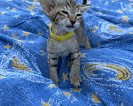 Кошки в Раменском: Сильвия Девочка, 40 000 руб. - фото 3
