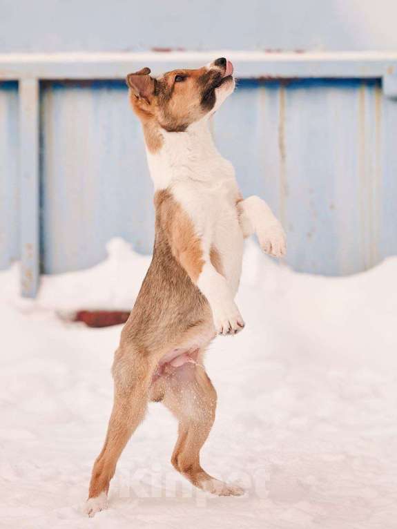 Собаки в других городах Московской области: Торрес якутенок Мальчик, Бесплатно - фото 4