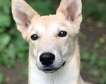 Собаки в Зеленограде: Перси ищет дом Мальчик, Бесплатно - фото 1