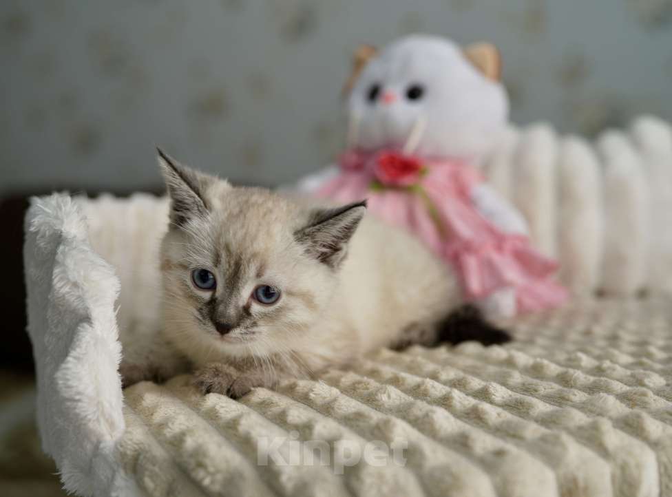 Кошки в Москве: Халва ищет дом Девочка, Бесплатно - фото 2