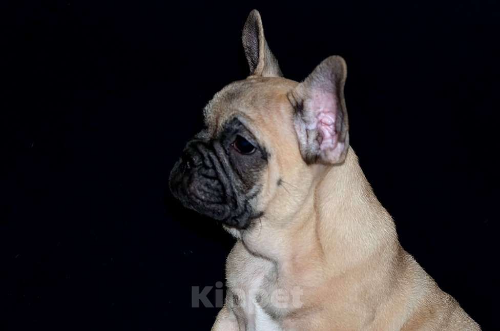 Собаки в Екатеринбурге: Фоанцузики. Ушастое Счастье  Девочка, Бесплатно - фото 3