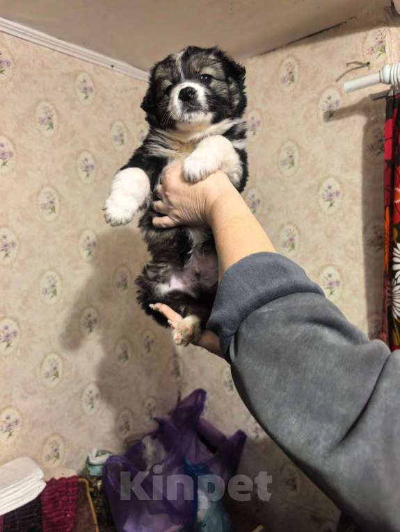 Собаки в Лебедяни: в добрые руки Мальчик, Бесплатно - фото 2