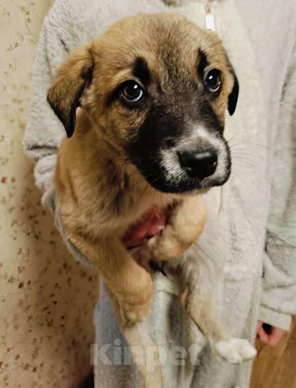 Собаки в Москве: Маленькое счастье - щенок Тишка ищет дом! Девочка, Бесплатно - фото 6