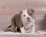 Собаки в Королеве: Американский булли стандарт Девочка, 300 000 руб. - фото 1