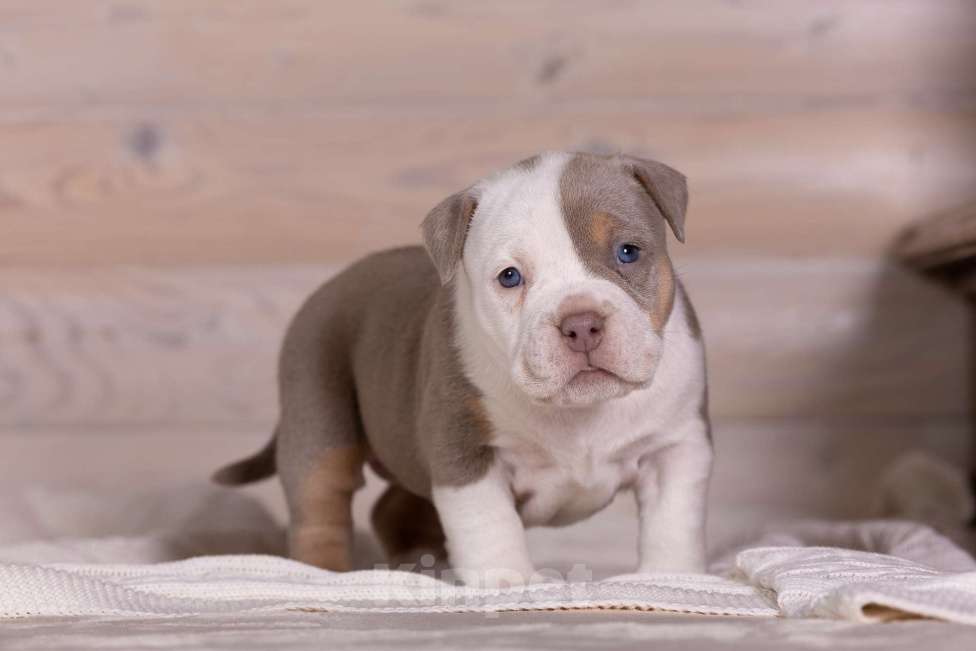 Собаки в Королеве: Американский булли стандарт Девочка, 300 000 руб. - фото 1