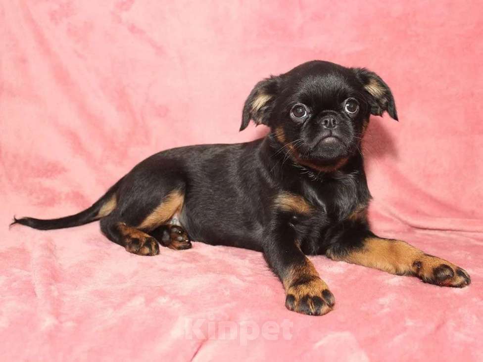 Собаки в Санкт-Петербурге: Маленькая принцесса Девочка, 80 000 руб. - фото 6