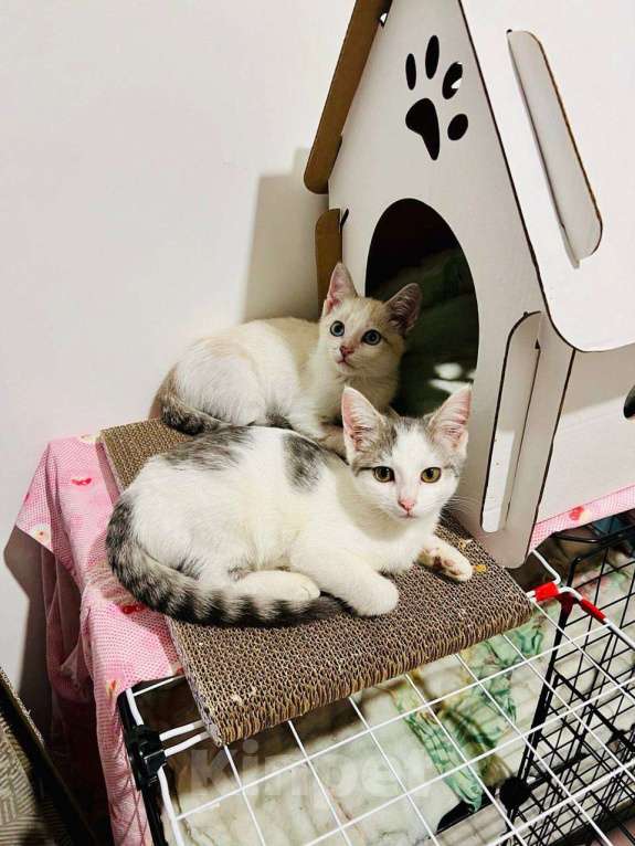 Кошки в Москве: Очаровательный брат с сестричкой в возрасте 4х месяц ищут дом. Мальчик, Бесплатно - фото 7