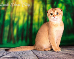 Кошки в Санкт-Петербурге: Золотая кошечка 🎀 скоттиш фолд Девочка, Бесплатно - фото 2