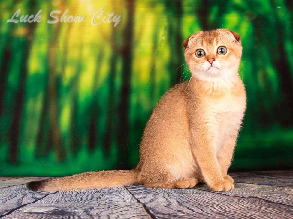 Кошки в Санкт-Петербурге: Золотая кошечка 🎀 скоттиш фолд Девочка, Бесплатно - фото 2