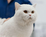 Кошки в Москве: Британский плюшевый котик Мальчик, 15 000 руб. - фото 6