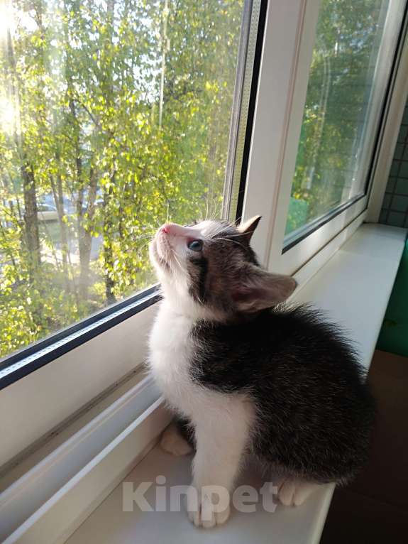 Кошки в Санкт-Петербурге: Котенок девочка Девочка, Бесплатно - фото 7