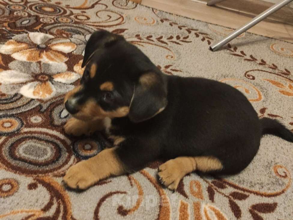 Собаки в Подольске: Собачку в добрые руки  Девочка, 1 руб. - фото 2