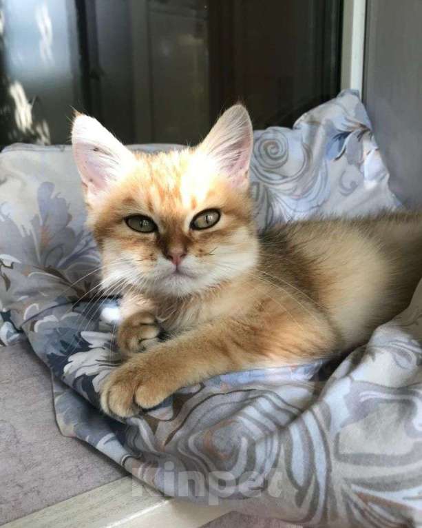 Кошки в Москве: Котенок метис в добрые руки  Мальчик, Бесплатно - фото 3