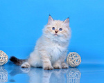 Кошки в Новосибирске: Котята от чемпионов породы, 35 000 руб. - фото 2