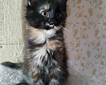 Кошки в Снежинске: Продажа котят Мейн кун, 9 000 руб. - фото 2