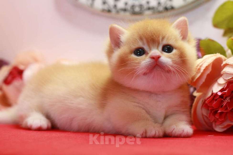 Кошки в Москве: Красавчик котик  Мальчик, 100 000 руб. - фото 3