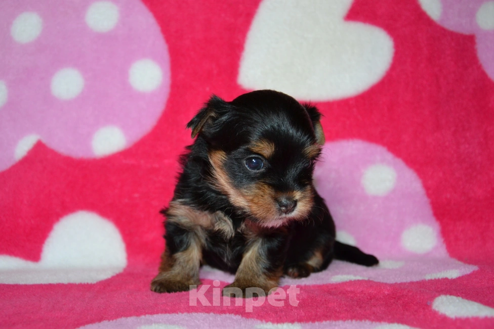 Собаки в Москве: Щенки йоркширского терьера  Девочка, 35 000 руб. - фото 4