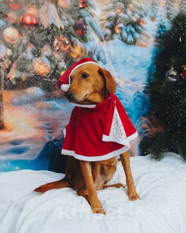 Собаки в Санкт-Петербурге: Молодой песик Рыжулик, метис гончей ищет дом Мальчик, 10 руб. - фото 9