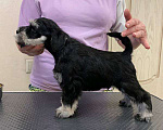 Собаки в Москве: Продам щенков цвергшнауцера черные с серебром Разнополые, Бесплатно - фото 3
