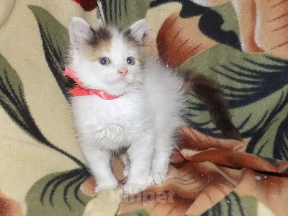 Кошки в Москве: Котята турецкий ван Девочка, 10 000 руб. - фото 8