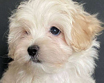 Собаки в Москве: Мальтипу f1 жемчужеого окраса Девочка, Бесплатно - фото 1