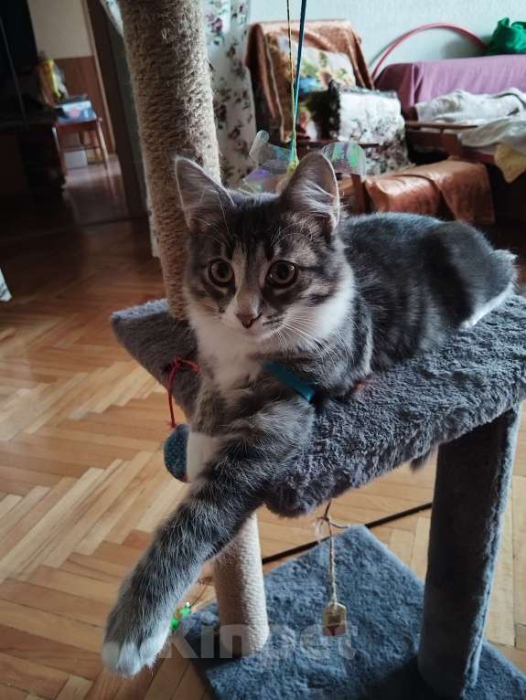 Кошки в Москве: Котенок Барсик в добрые руки Мальчик, Бесплатно - фото 7