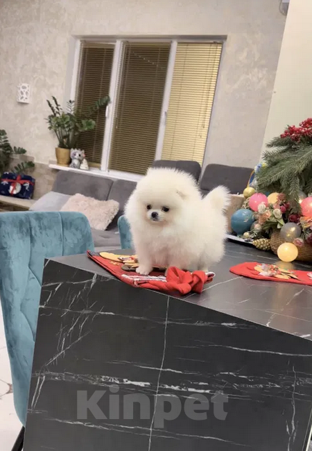 Собаки в Москве: Померанские щенки шпица SUPER VIP mini (мишка) Мальчик, 30 000 руб. - фото 2