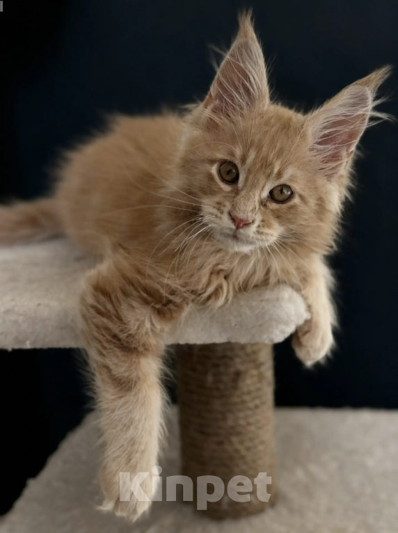 Кошки в Верхнем Салде: Роскошный котенок Мейн-кун с отличными породными данными (Шоу-класс) Мальчик, 60 000 руб. - фото 6