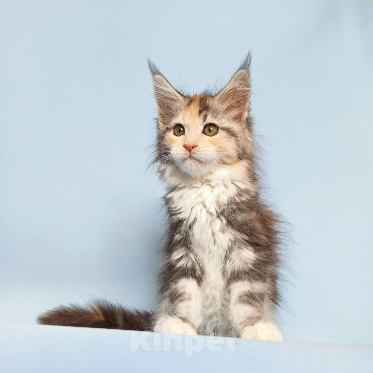 Кошки в Москве: Котята Мейн-Кун из питомника Девочка, 50 000 руб. - фото 4