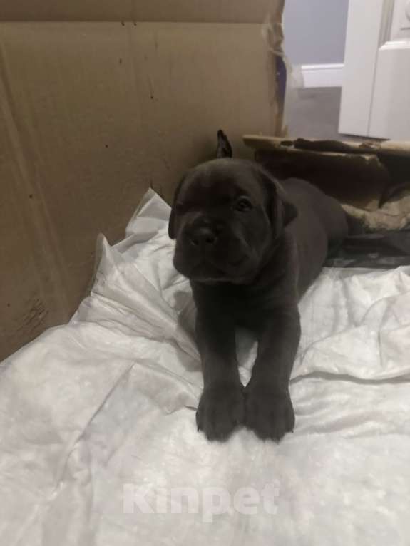 Собаки в других городах Московской области: Щенки Кане-корсо Мальчик, 45 000 руб. - фото 2