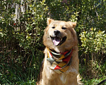 Собаки в Воскресенске: Солнечная Марта ищет дом! Девочка, Бесплатно - фото 3