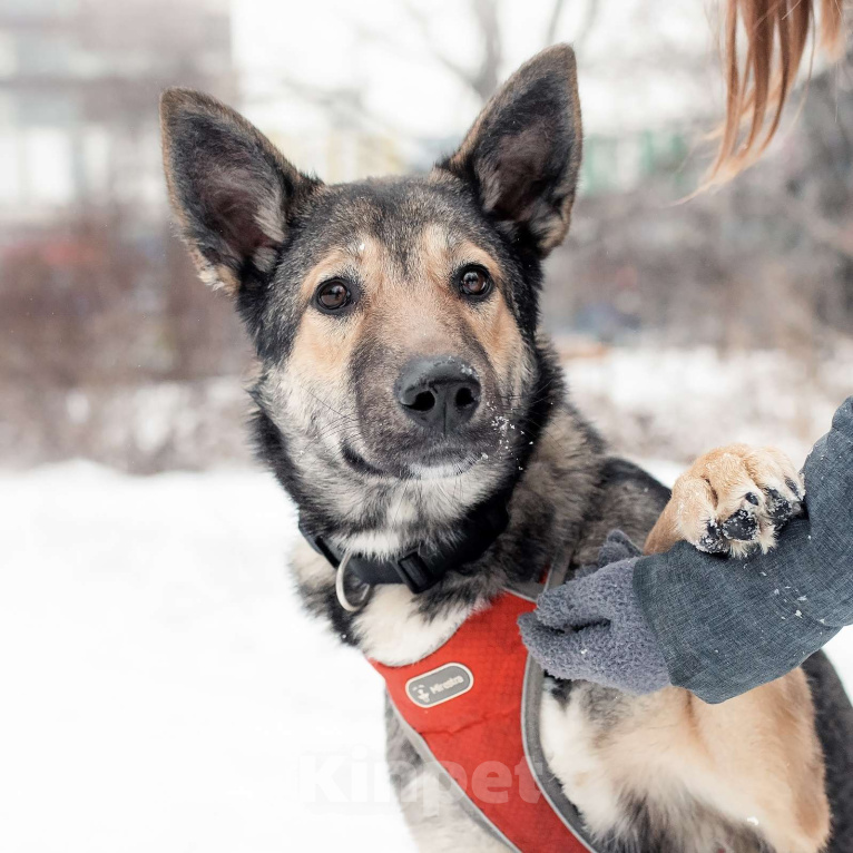 Собаки в Москве: Акелла Мальчик, Бесплатно - фото 3