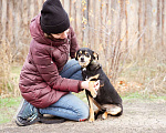 Собаки в Москве: Маленькая собачка из приюта ищет семью. Девочка, Бесплатно - фото 6
