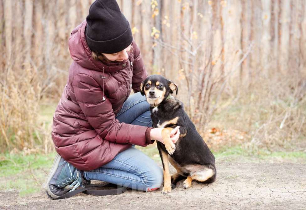 Собаки в Москве: Маленькая собачка из приюта ищет семью. Девочка, Бесплатно - фото 6