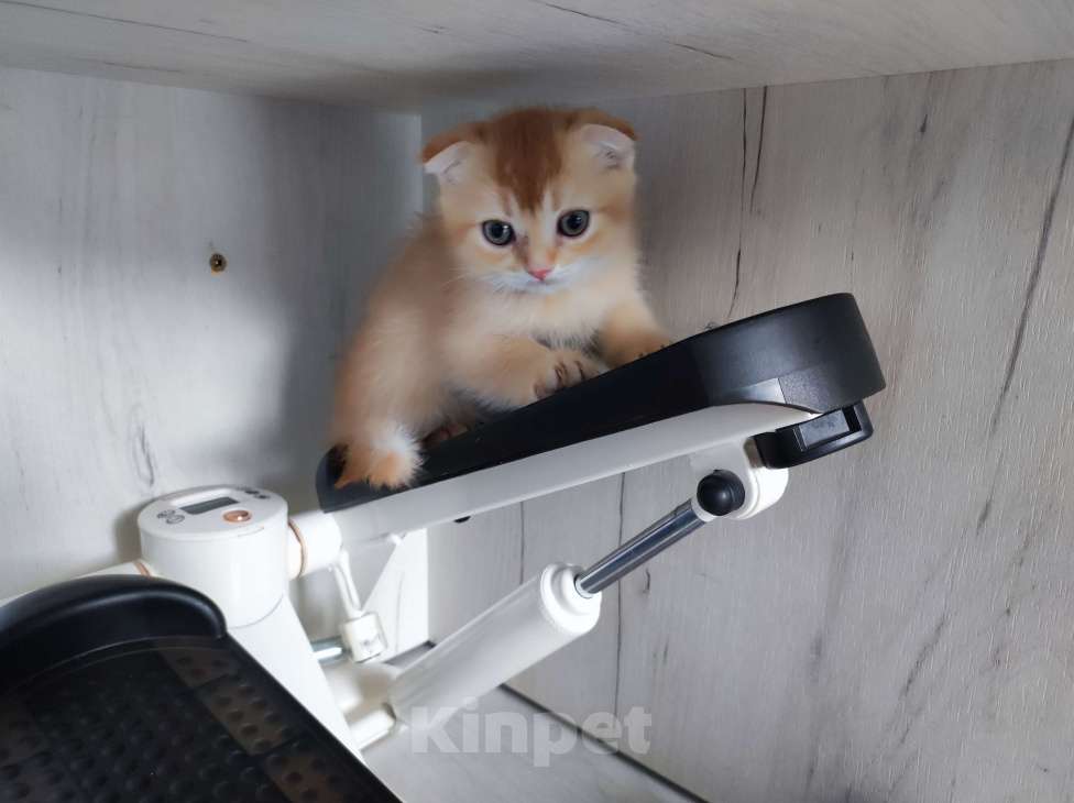 Кошки в Краснодаре: Рыжий котик Мальчик, 5 000 руб. - фото 4