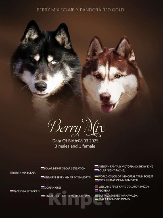 Собаки в Воронеже: Щенок Хаски Мальчик, 40 000 руб. - фото 5