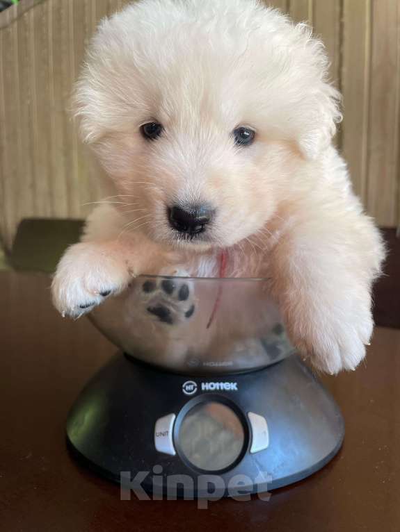 Собаки в других городах Краснодарского края: Продаем белых красавчиков! Мальчик, 20 000 руб. - фото 2