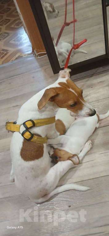 Собаки в других городах Крыма: Продам щенят Джек-Рассел-Терьер Девочка, 10 000 руб. - фото 9