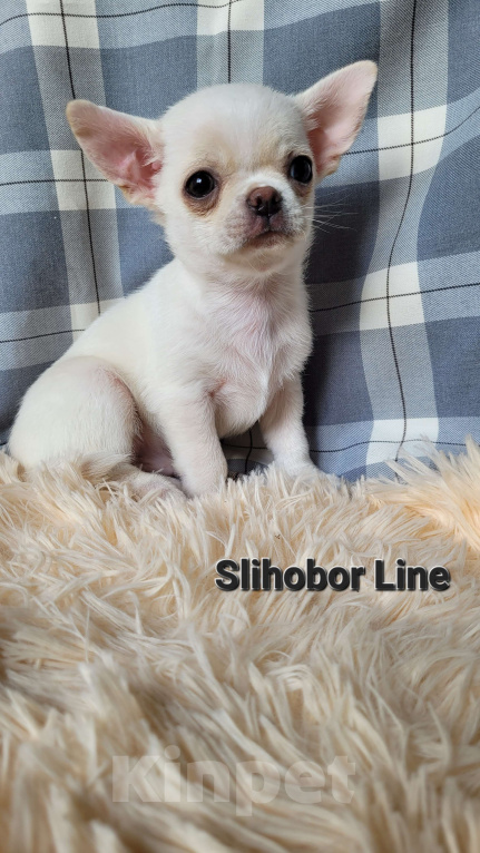 Собаки в Москве: Чихуахуа белый мальчик Мальчик, Бесплатно - фото 2