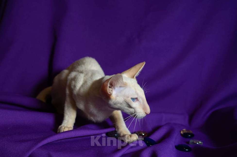 Кошки в Москве: Ориентальные котята Мальчик, Бесплатно - фото 9