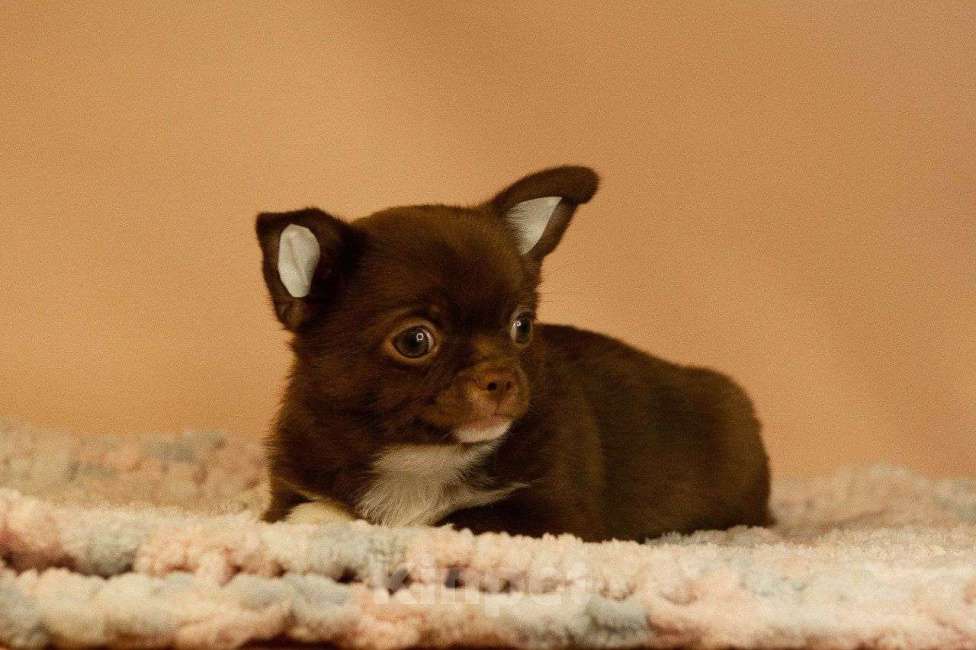 Собаки в Москве: Щенки чихуахуа мальчики. Мальчик, 60 000 руб. - фото 3