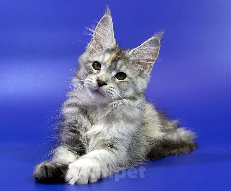 Кошки в Москве: Котенок мейн кун Девочка, Бесплатно - фото 6