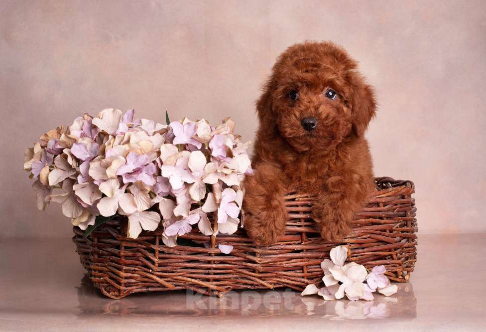 Собаки в Перми: Солнышки Разнополые, Бесплатно - фото 6